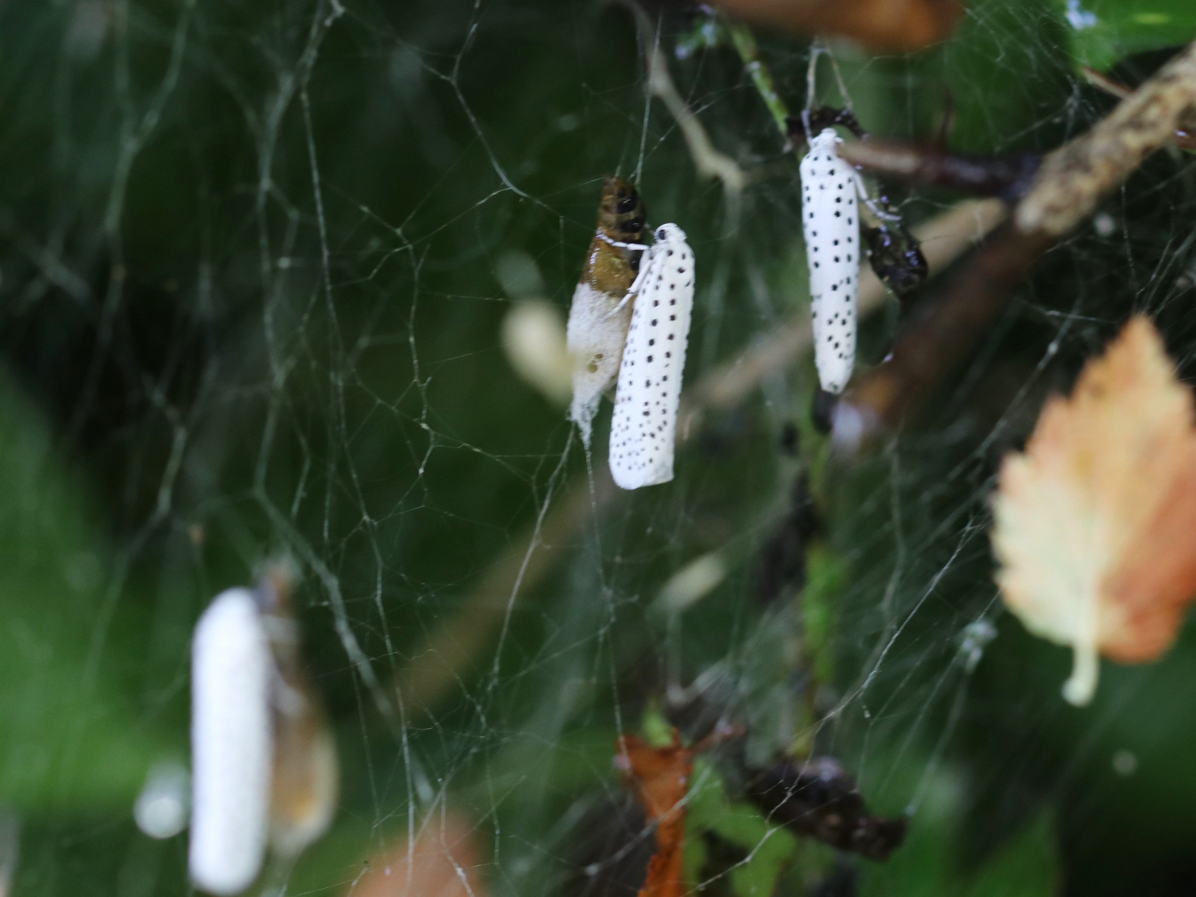 photo_1